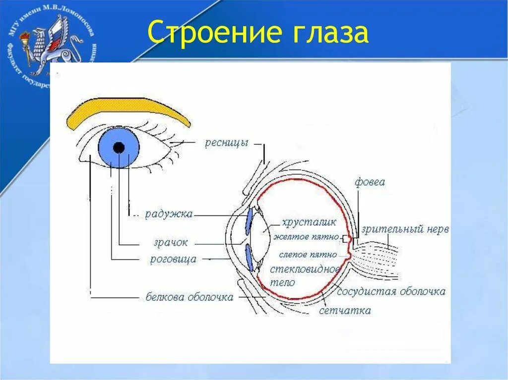 Структуры глаза зрительный нерв. Строение зрительного анализатора рисунок. Зрительный анализатор анатомия глаза. Зрительный анализатор строение ЕГЭ. Строение глазного анализатора человека схема.