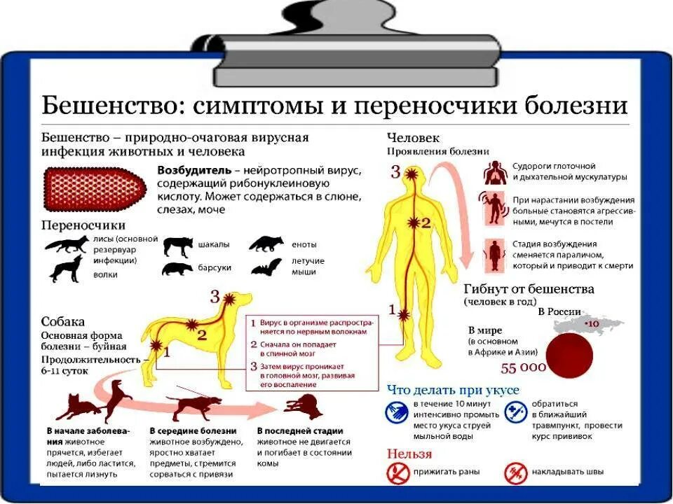 Как проявляется бешенство у собак первые. Бешенство симптомы профилактика. Схема заражения бешенством. Вирус бешенства симптомы болезни. Животные больные бешенством признаки поражения.