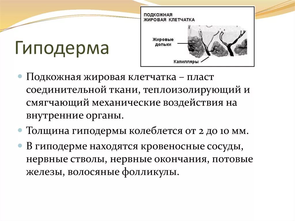 Гиподерма строение и функции. Гиподерма. Гиподерма строение. Гиподерма кратко.