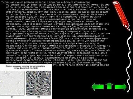 Таблица изучения клетки биология