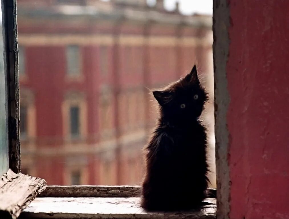 котик для записки. прощай котики картинки. котик умоляет. прощай моя. кот обнимает.