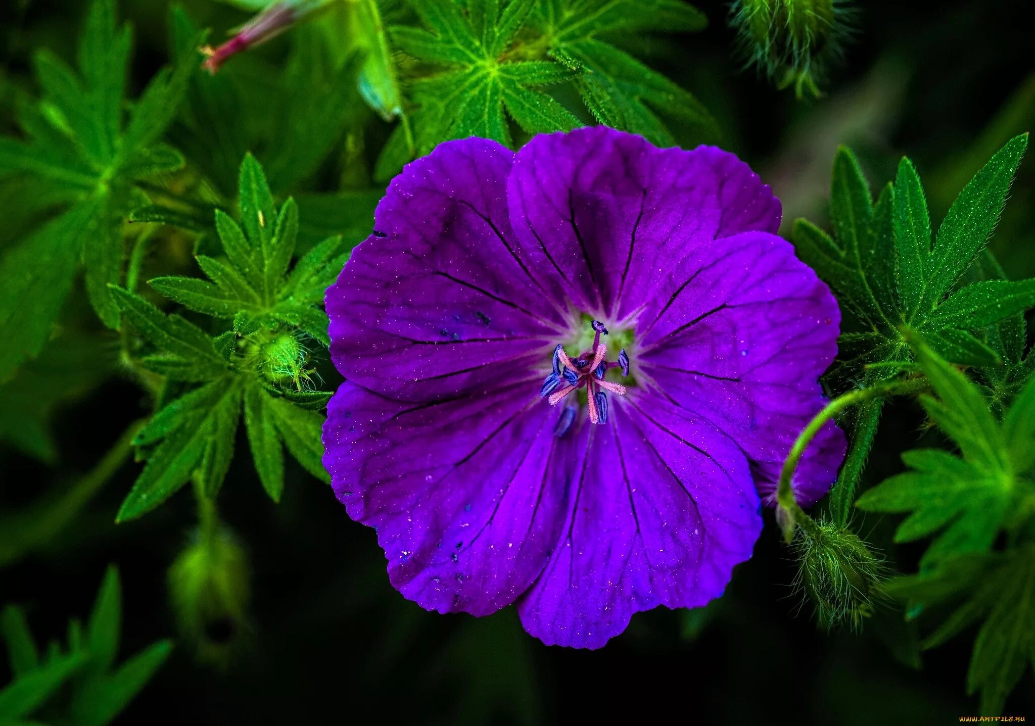 Герань Лесная (Geranium sylvaticum). Герань журавельник. Герань Лесная журавельник. Герань Луговая Сплиш Сплэш.