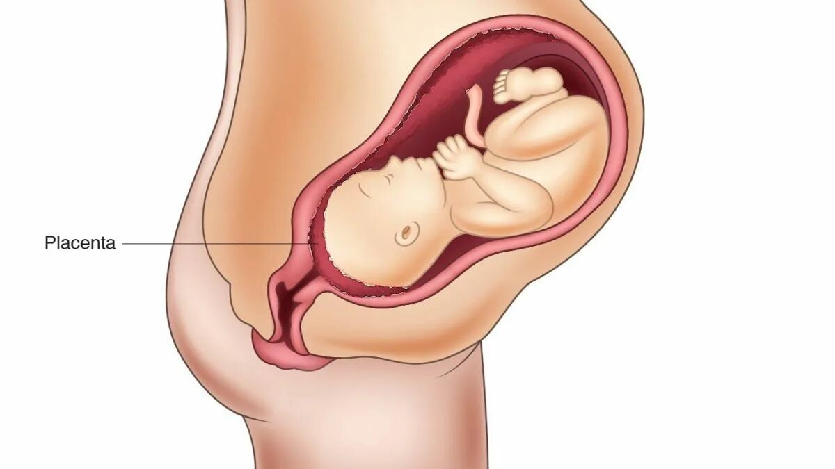 Малыш лежит головкой вниз. Расположение плода в животе. Расположение ребенка в животе.