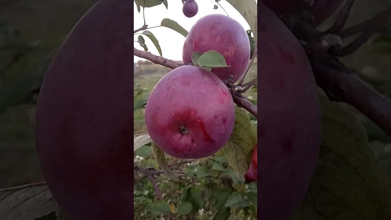 Яблоня макинтош описание фото отзывы. Сорт яблок макинтош. яблоки макинтош фото. яблоня макинтош описание сорта. макинтош яблоня описание.