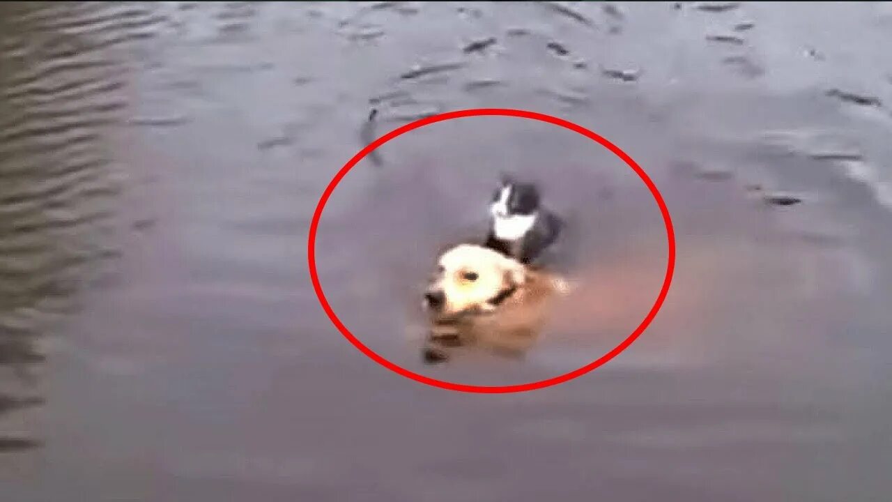 Собака спасает кота из воды.