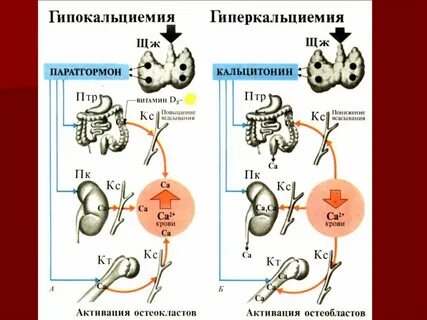 Паратгормон витамин