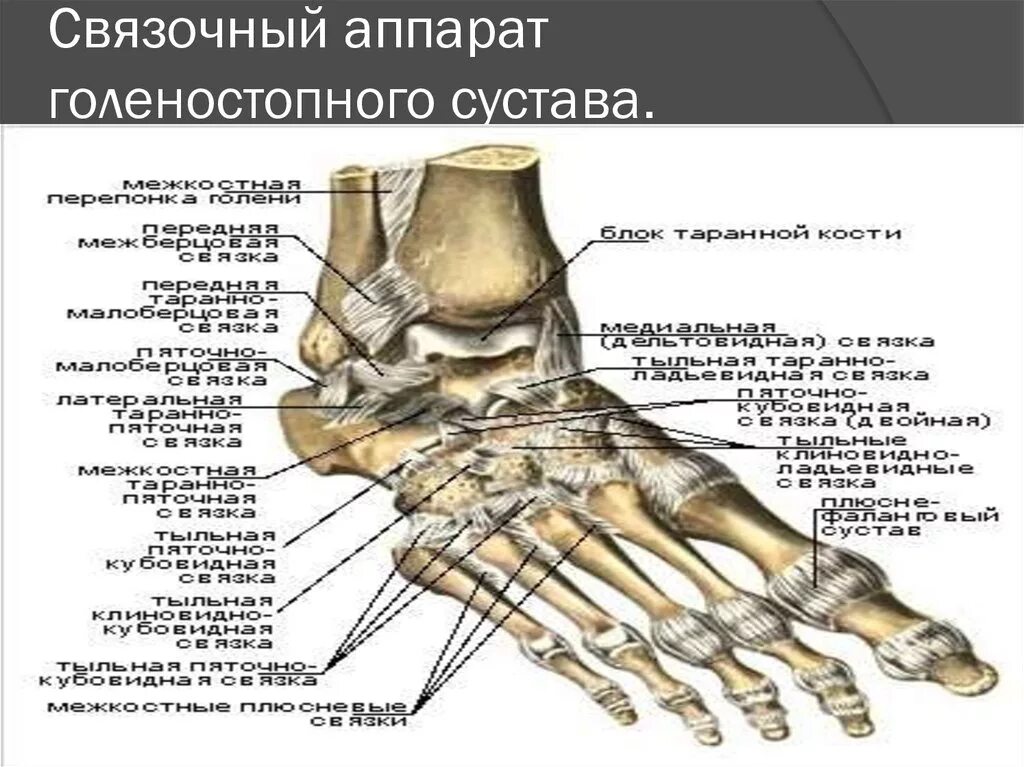 Связки стопы мкб