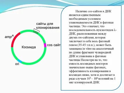 Космиды это плазмиды
