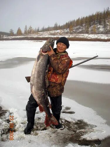 Таймень Якутский. Рыбы Якутии. Якутская рыба. Рыболовство в Якутии. Рыбалка на севере 2022