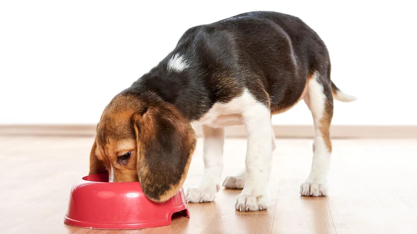 Домик для бигля с едой и с игрушками. Бигль откормленный. Натуральная еда для бигля. Корм для бигля щенка. Бездомный бигль.