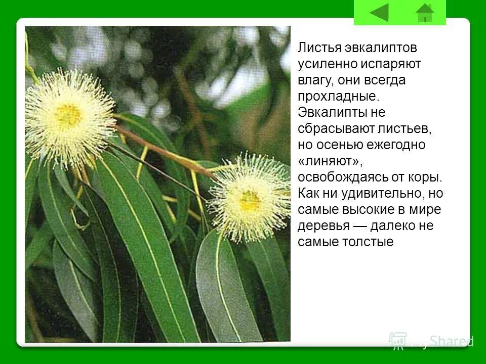 опадают ли с эвкалипта листья. эвкалипт малоцветковый. почему у эвкалипта не опадают листья. эвкалипт прутовидный фармакогнозия. эвкалипт бриджеса.