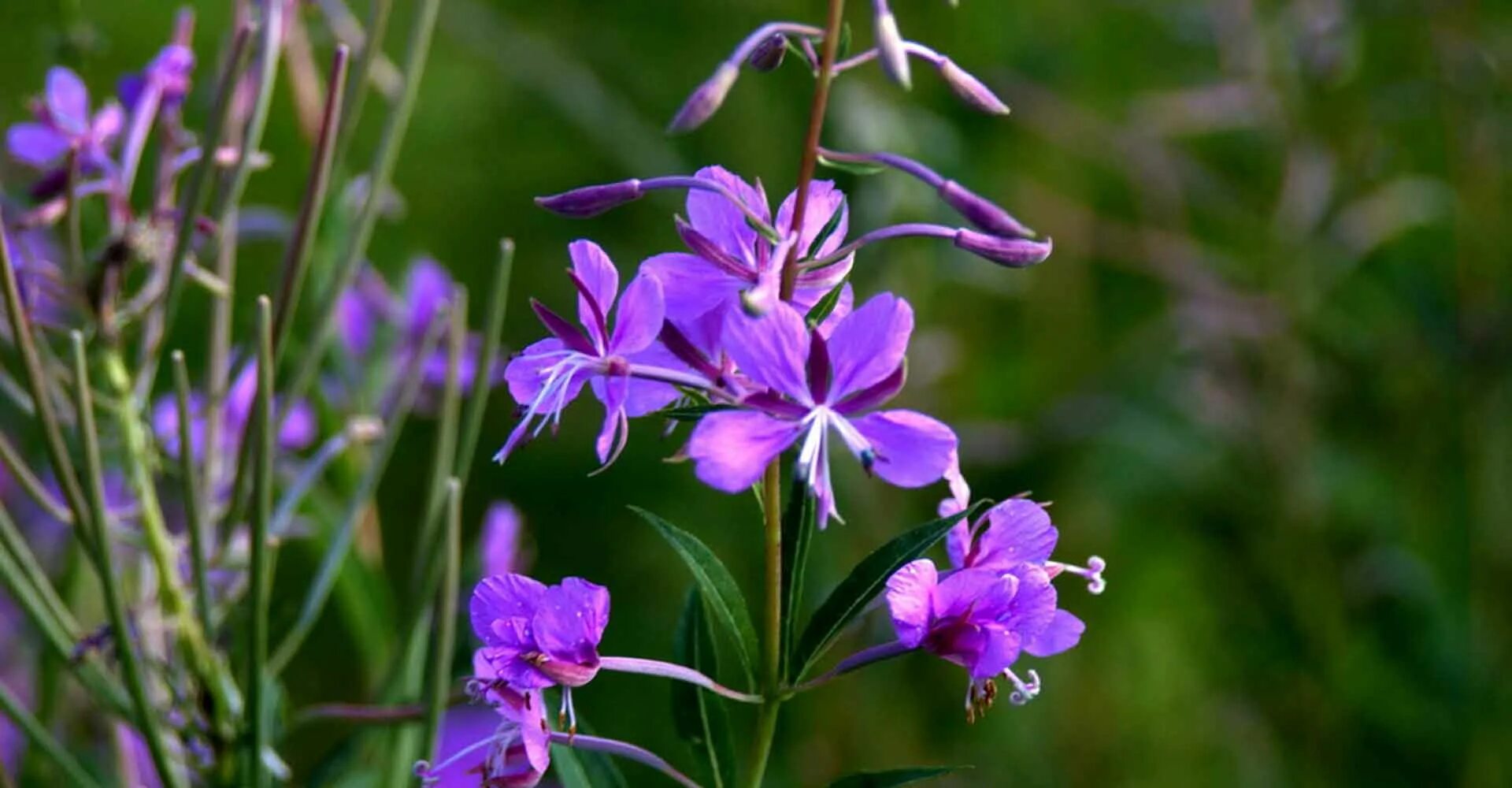 кипрей 1. растение кипрей узколистный. кипрей степной. кипрей узколистный. кипрей узколистный царство.