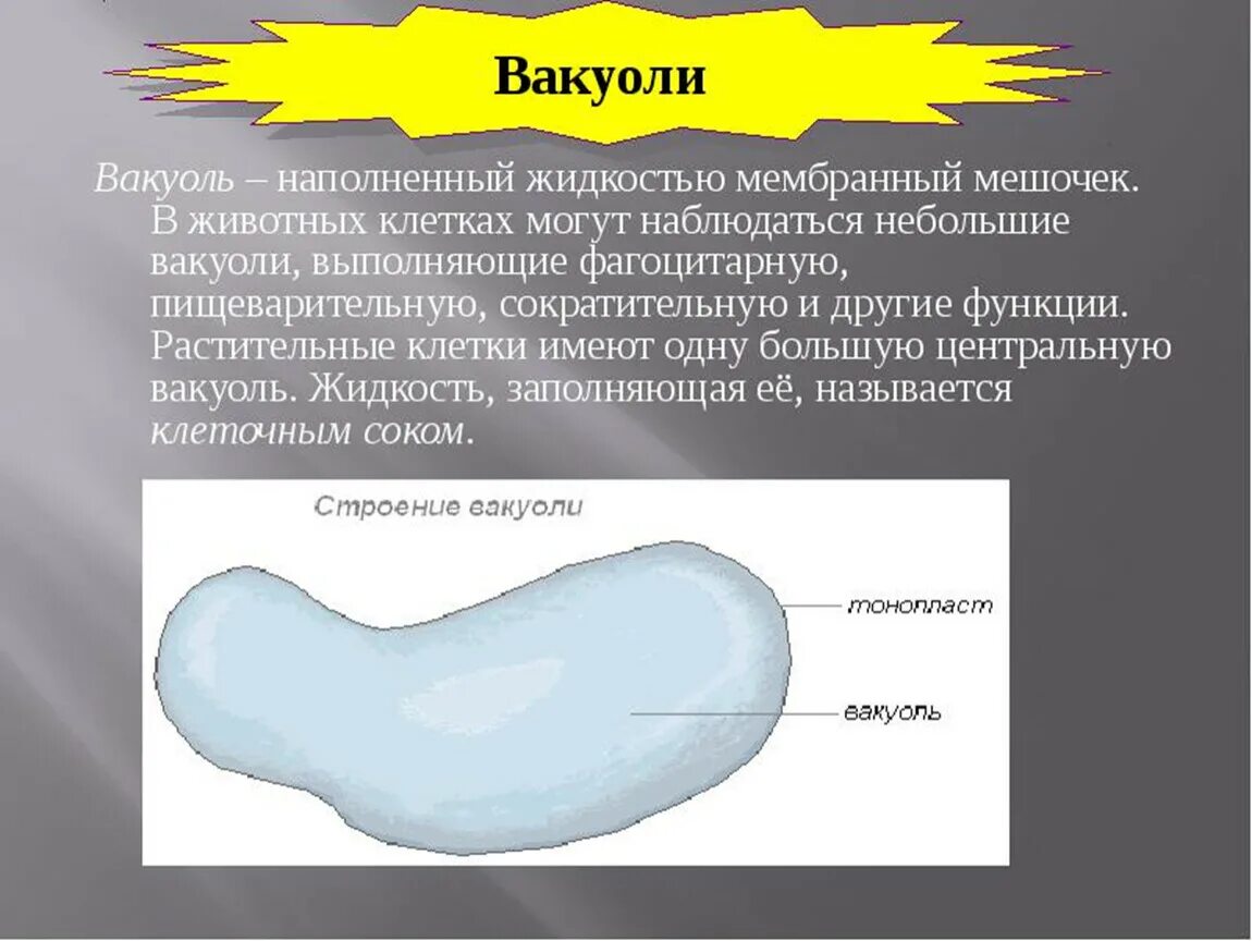 Строение органоида вакуоль. Центральная вакуоль растительной клетки строение и функции. Вакуоль строение и функции. Вакуоль растительной клетки строение и функции. Вакуоль деление клеток