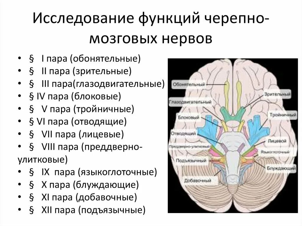 Рефлексы черепных нервов. Исследование 12 пар черепно-мозговых нервов. 12 пара черепно мозговых нервов функции. 12 пар черепных нервов таблица с ядрами. исследование функций черепно мозговых нервов.
