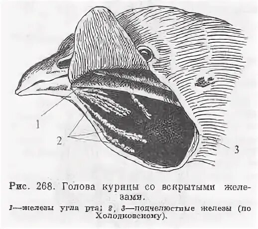 ЖКТ птиц.