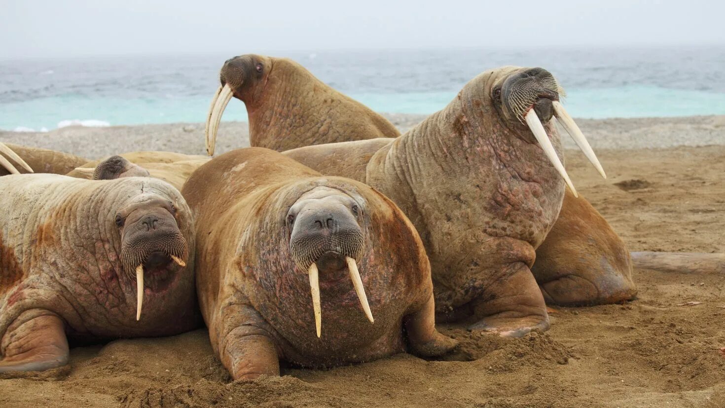 Морж в Арктике. Атлантический морж Odobenus rosmarus rosmarus. Морж фото.