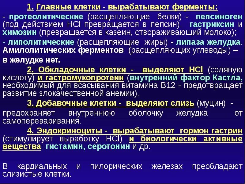 Протеолитические ферменты клетки. Клетки вырабатывающие протеолитические ферменты. Клетки желудка вырабатывающие ферменты. Протеолитический фермент, расщепляющий белки.. Какой фермент способен расщеплять пептиды