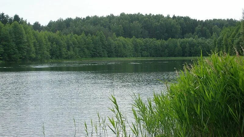 Озеро Замошье. Ушачские озёра. Озеро Веркуды. Озеро Усвея Ушацкий район.