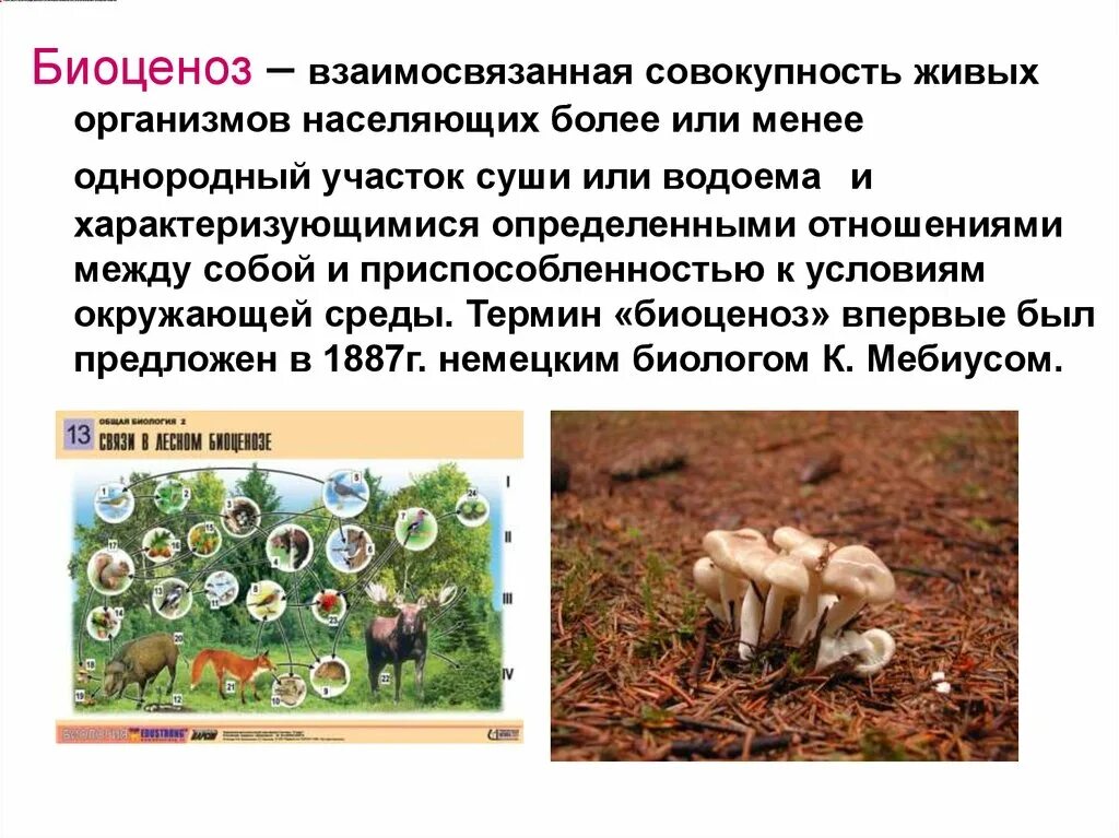 Признаки объединяющие грибы с животными. Биоценоз. Сообщество живых организмов. Совокупность живых организмов. Биоценоз это совокупность организмов.