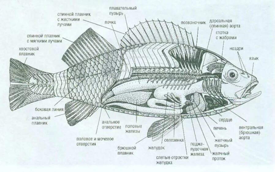 Строение плавника рыбы. Брюшной плавник у рыб. Спинной плавник. Схема плавников рыбы.