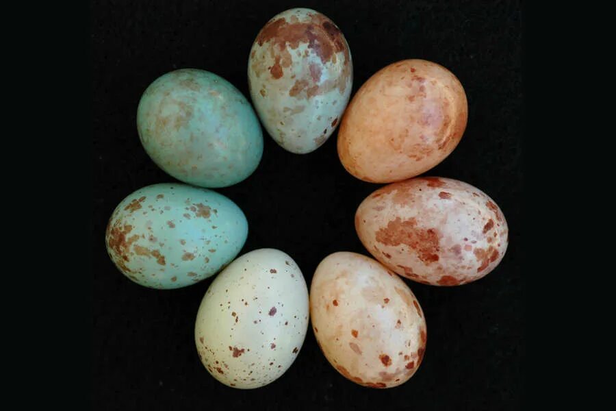 Яйца кукушки фото. Яйца кукушки. Anomalospiza imberbis. Яйца разных птиц. Яйца кукушки разные.
