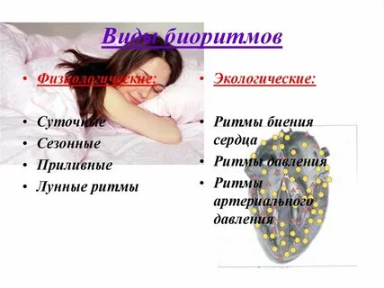 Влияние биологических ритмов