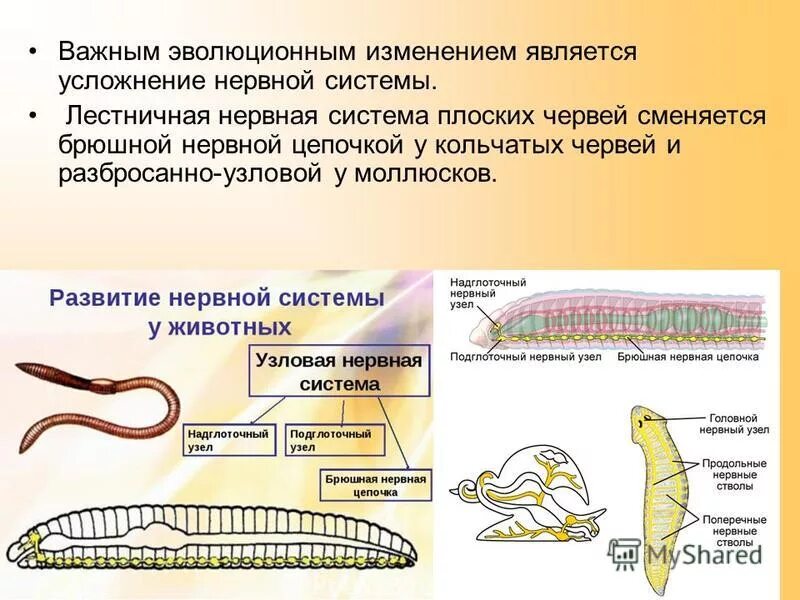 Имеет разбросанно узловую нервную систему. Пищеварительная система плоских червей цепочка. Нервная система плоских круглых и кольчатых червей. Эволюция животных плоские черви, кольчатые.