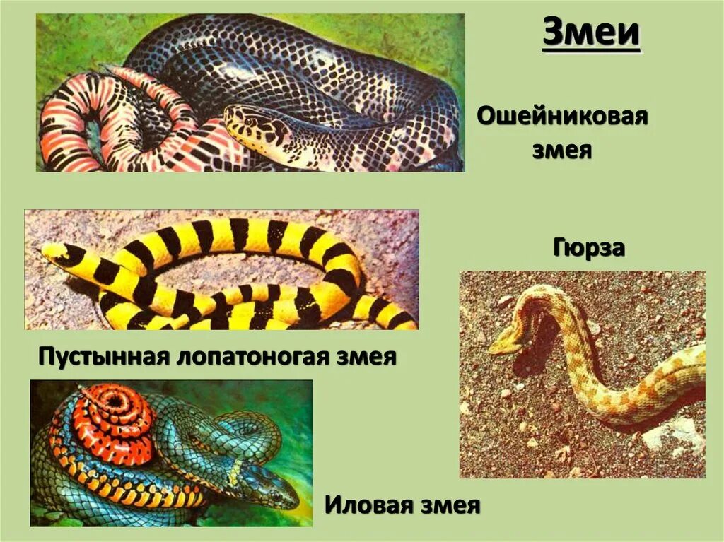 Змеи какой отряд. Пресмыкающиеся отряд чешуйчатые. Представители отряда чешуйчатые класса пресмыкающиеся. Чешуйчатые змеи представители. Отряд чешуйчатые подотряд змеи.