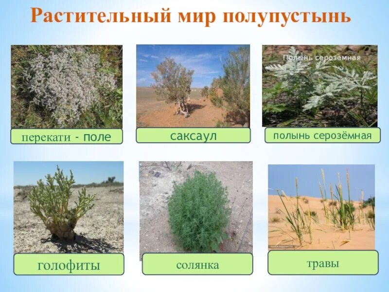 Растительный мир пустынь и полупустынь россии. Растительность пустынь и полупустынь в России. Растительный мир пустыни и полупустыни. Растительный мир полупустынь в России. Саксаул, джузгун, эфедра, солянка, Полынь.