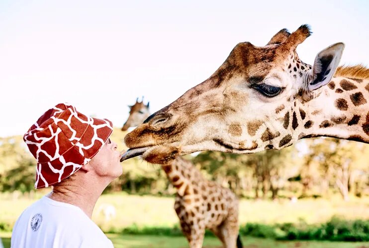 The giraffes usually eat from trees. The giraffes usually eat from trees
