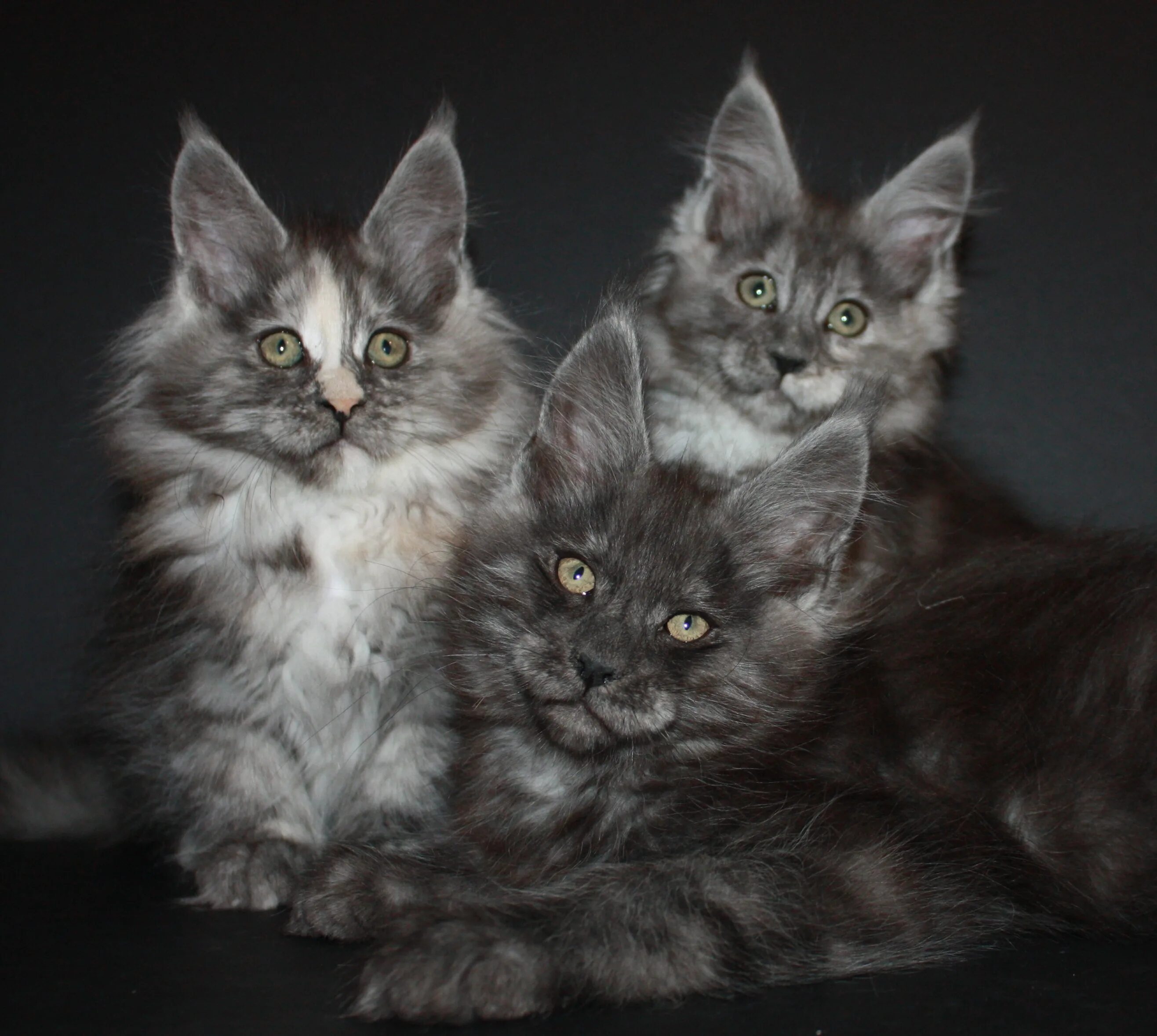 Окрас кота мейн куна. Окрасы мейн кунов. Окрас кота мейн куна. Коты мейн кун. Мейн-кун.