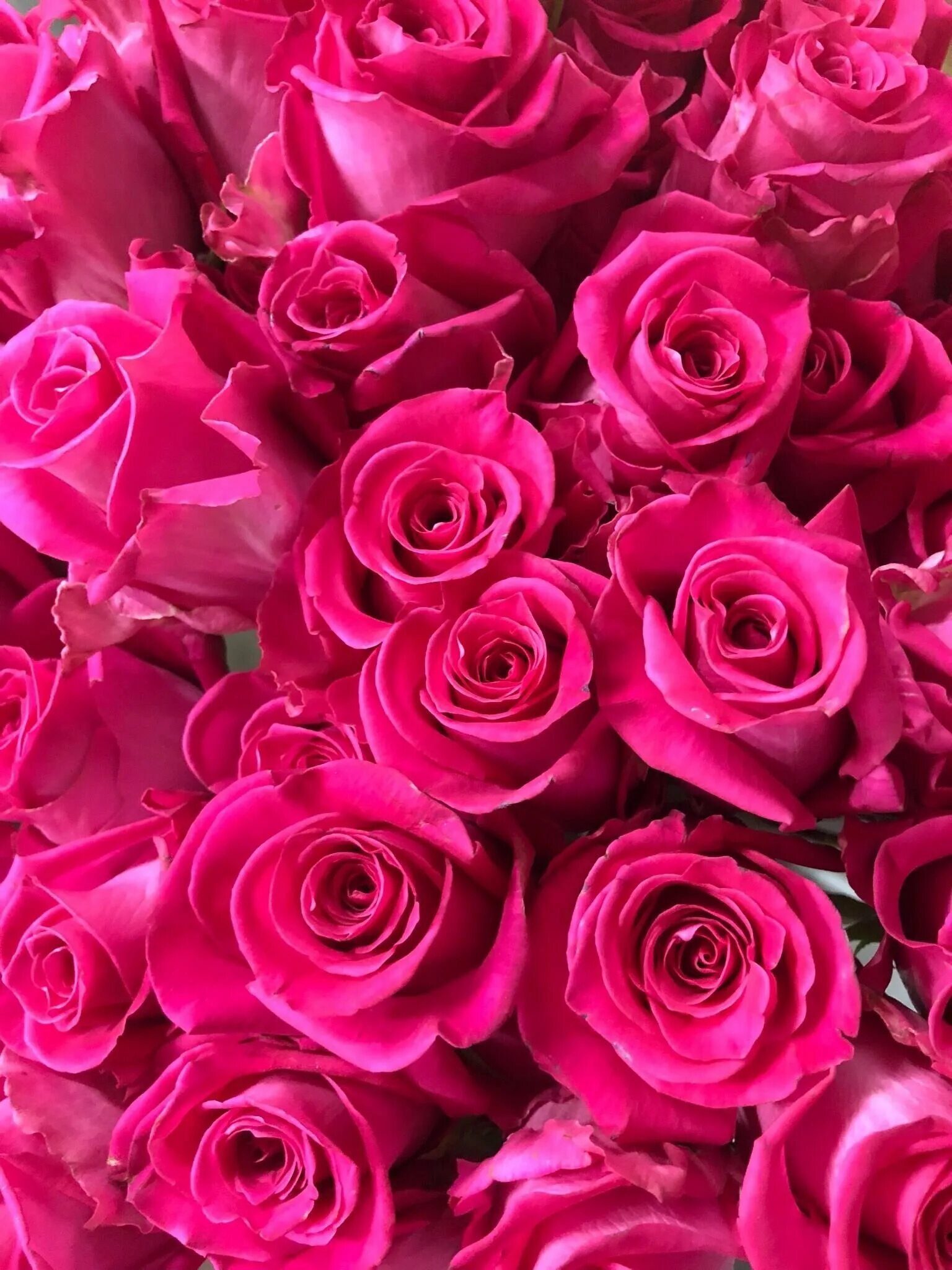 Картинки розов. Розы Пинк Фловерс. Розовые розы Пинк Фловер. Ярко розовые цветы. Малиновые розы.