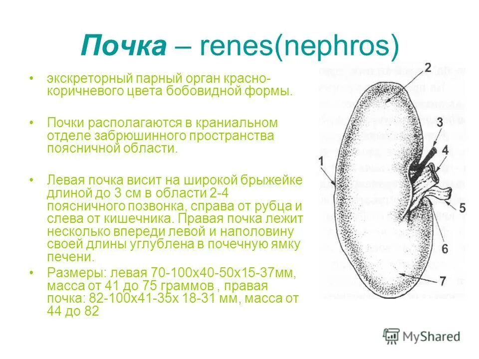 Сегменты левой почки. Сегменты левой почки