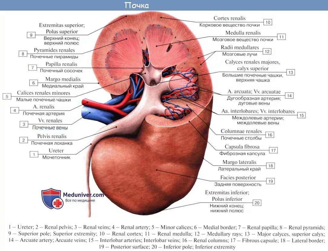 Лоханка латынь. Строение почки на латинском. Строение почки анатомия Синельников. Почка анатомия строение медунивер. Строение почки анатомия латынь.