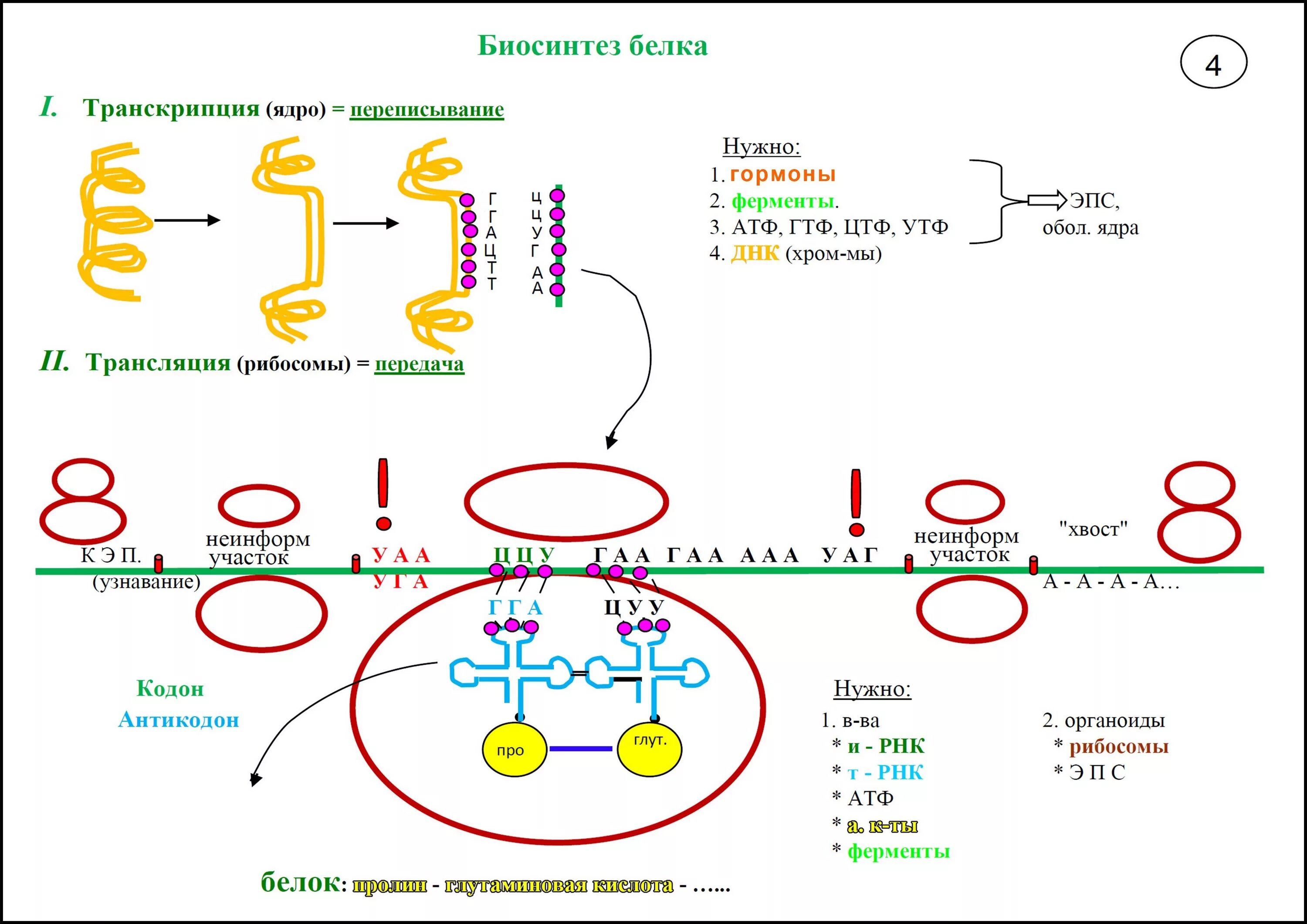 Схема биосинтеза белка. Биосинтез белка подробная схема. Синтеза белка ДНК схема. Схема транскрипции синтеза белка. Этапы биосинтеза белка транскрипция и трансляция.