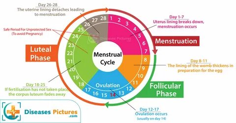 When does ovulation spotting occur 🍓 Gallery of when do i ovulate if i.