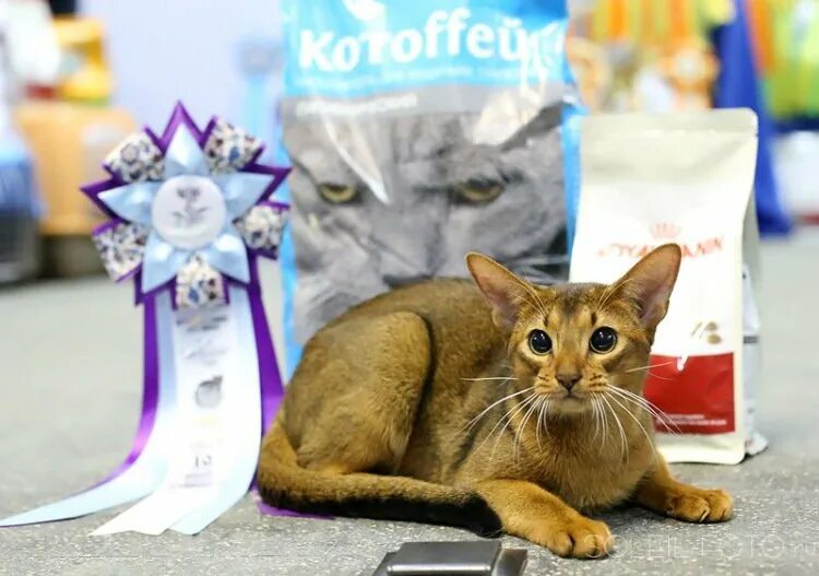 Выставка кошек. Выставка кошек Барнаул. Выставка кошек и собак. Выставка кошек в Москве.