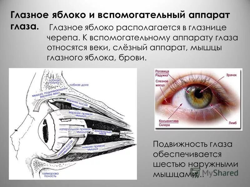 положение глазного яблока. строение глаза в глазнице человека анатомия. положение глазного яблока. положение глазного яблока в глазнице. положение глазного яблока.