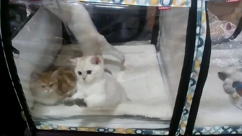 Выставка кошек смоленск