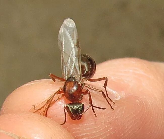 Нашествие летающих муравьев. Как избавиться от летающих. Самка муравья с крыльями. Крылатые муравьи. Муравьи с крыльями.