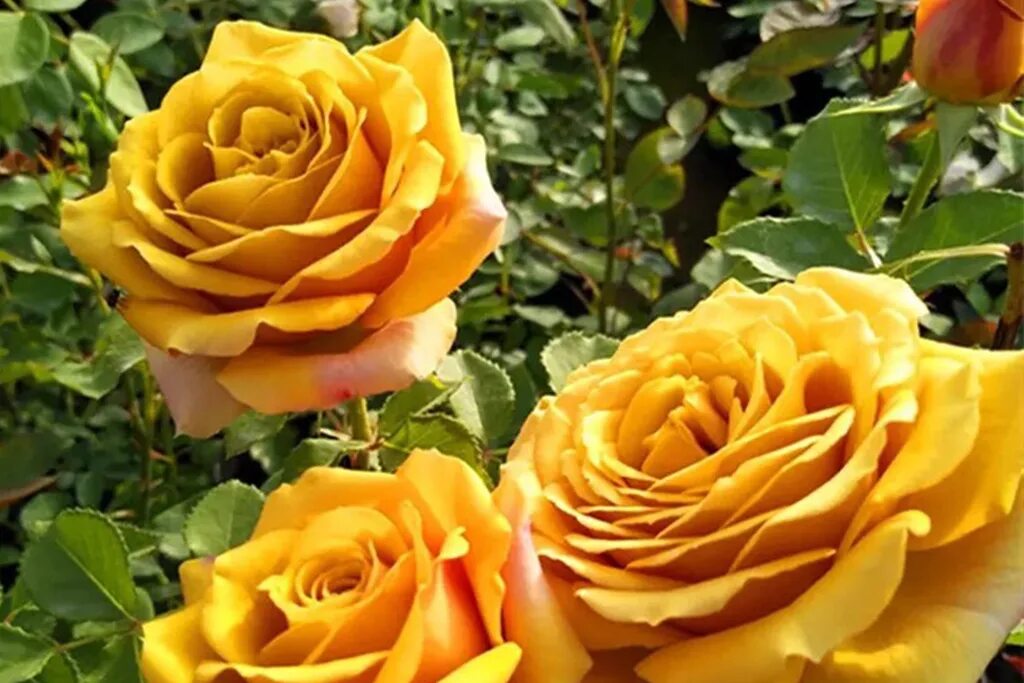 Пайн дрим. Пайн дрим. Роза квин раффлз. Пайн дрим. Роза пайн дрим.