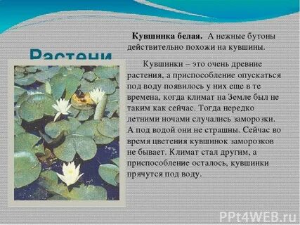 Какую среду обитания освоила кувшинка