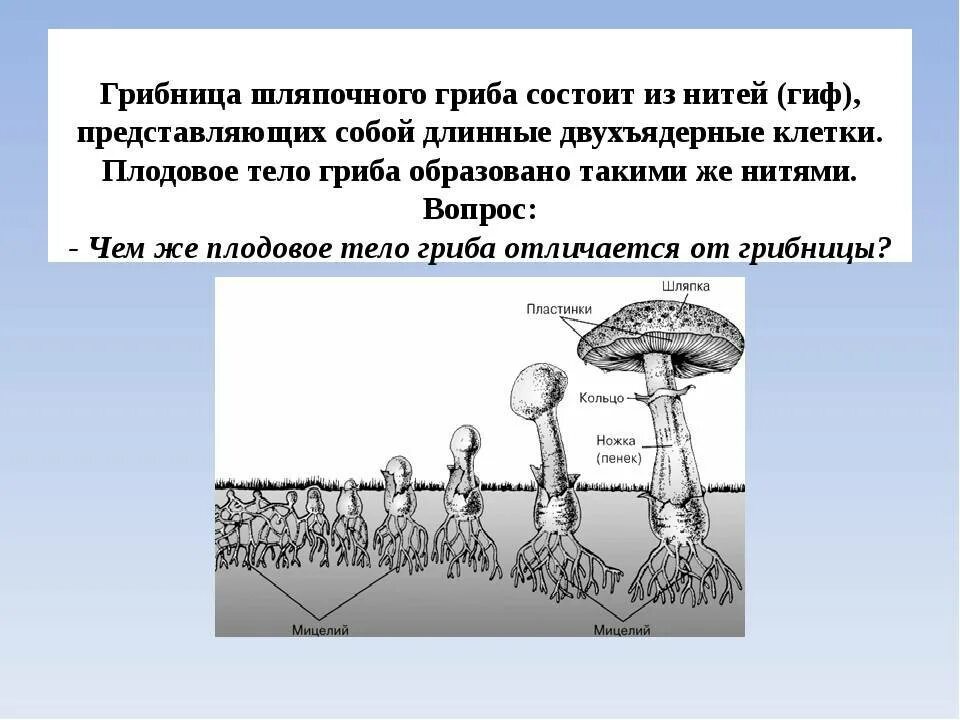 Шляпочный гриб с грибницей. Строение грибницы мицелия. Шляпочные грибы строение размножение. Строение шляпочного гриба с нитями грибницы. Вегетативный мицелий грибов