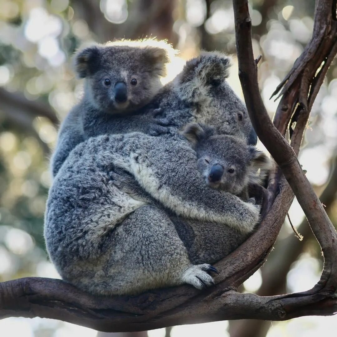 Коала мама. Коала с детенышем. Коала мама и малыш. Коала с мамой. Мама коала с детенышем.