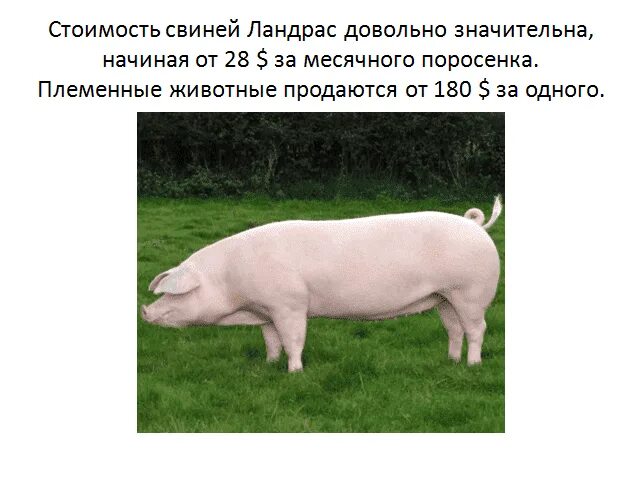 Ландрас дюрок поросята характеристика. Ландрас (порода свиней). Ландрас порода свиней поросята. Порода свиней ландрас вес.