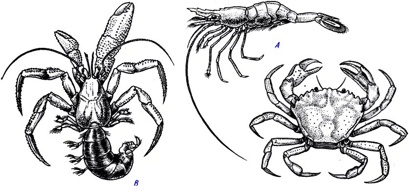 Краб биология. Симметрия ракообразных. Строение краба. Ракообразные строение краб.