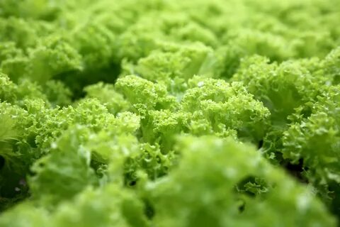 Vegetable stearate