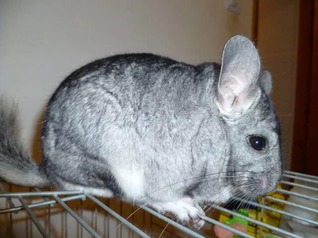 шерсть шиншиллы. шиншилла грызун. шиншилла валяем из шерсти. арлекин шиншилла. у шиншиллы шерсть клоками.