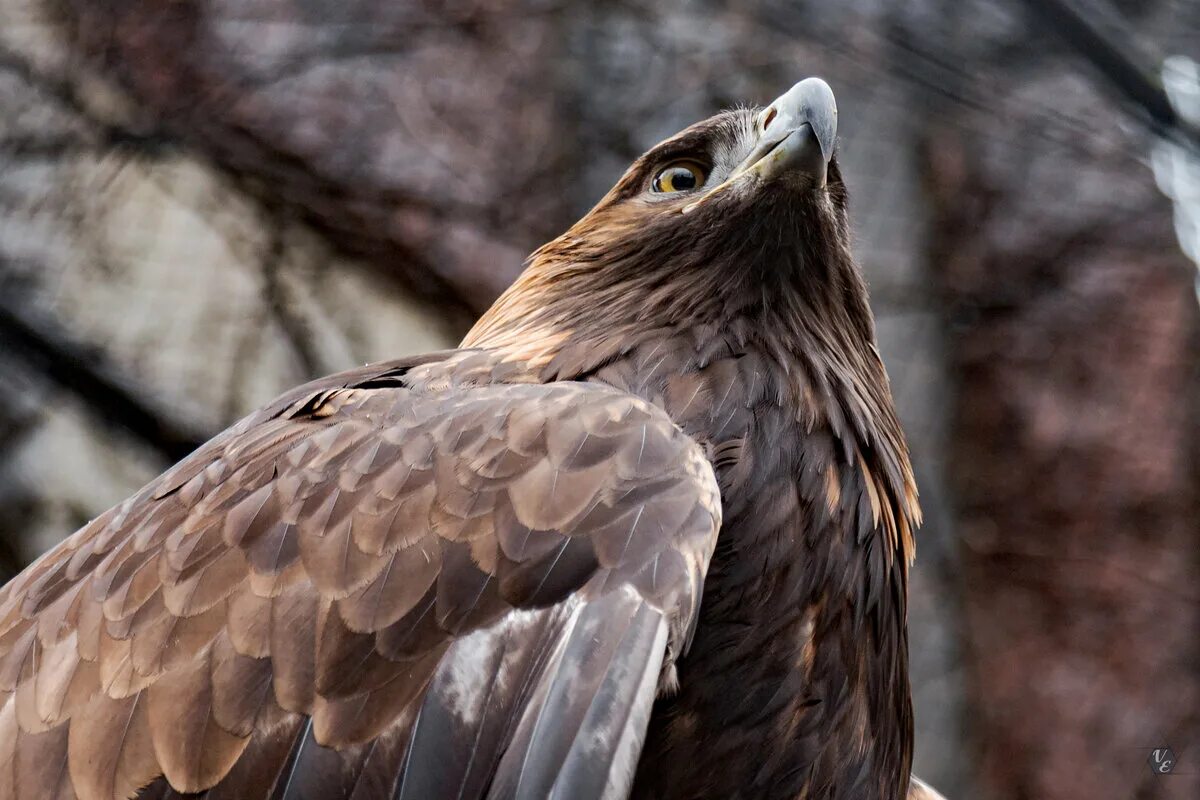 белоголовый беркут. притчи про орла на день рождения мужчине. песня гордый орел. белоснежка картина по номерам "гордые орлы" 40х50 см. Alex orlov favinx.