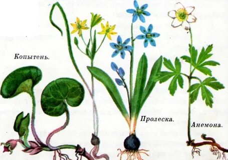 Развитие первоцвета